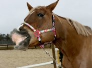 That 70’s Halter