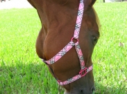 Pretty in Pink Plaid